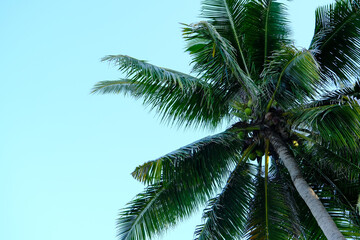 Fototapeta na wymiar Skyward View: Palm Tree With Green Coconuts