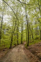 Fototapeta na wymiar Beautiful spring deciduous forest, deciduous forest texture.