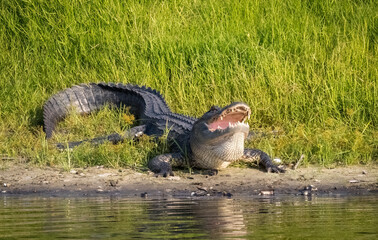 Obraz premium American Alligator with his mouth open on the riverbank in Myakka River State Park in Sarasota Floirida USA