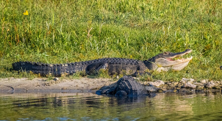 American Alligator with his mouth open on the riverbank in Myakka River State Park in Sarasota Floirida USA