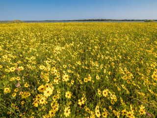 Field of Coreopsis or Tickseed wildflowers in Myakka River State Park in Sarasota Florida USA
