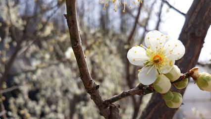 Apricot flower on nature background