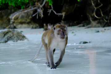 Monkey running on the beach