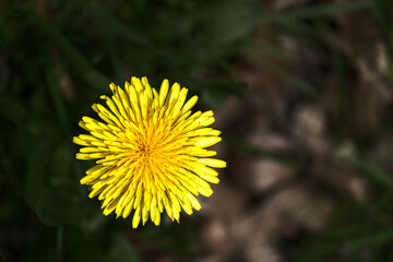 Closeup  top down view of a dandelion flower among dark grass in a rural spring field