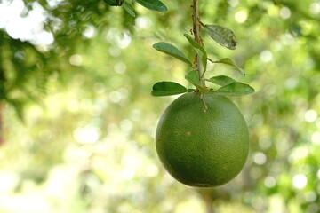 Grapefruit in a farmer's garden.