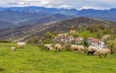 Fototapeta na wymiar A flock of sheep on the background of an inland town in the province of Genoa, Italy