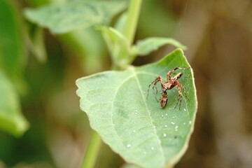 Striped lynx spider in the vegetable garden.