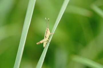 Grasshoppers are found in vegetable plots.