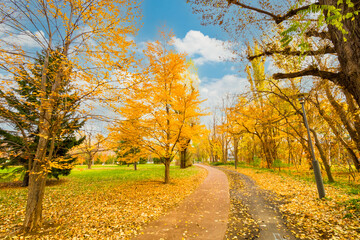 北海道大学の秋の風景