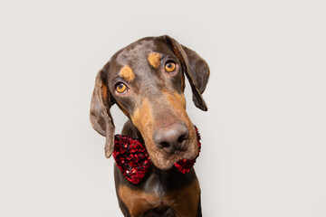 Portrait vizsla puppy dog celebrating christmas, birthday or valentine's day tilting head side. Isolated on white grey backgorund