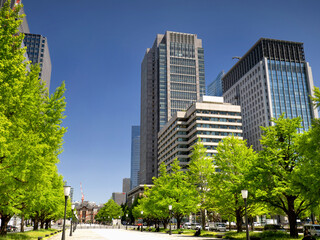 丸の内　行幸通りの新緑と丸の内ビル　東京都