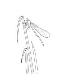 Calopteryx (libellule)