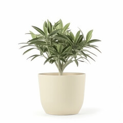 Botanical beauty captured in a modern, minimalist style - a potted plant against a pure white background. Perfect for any home. AI Generative.