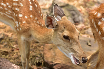 Female deer eating grass Cute wildlife concept. Brown deer. For design and background.