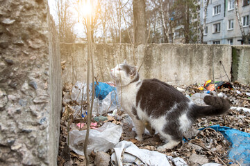 homeless cat outside in the yard.