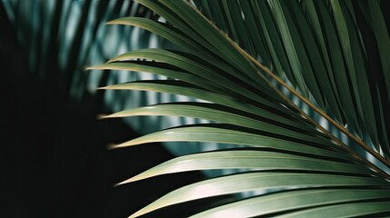 Obraz na płótnie Canvas Palm leaf. Close-up. Tropical plant. Background. Sunny day. Light. Shadow. Geometric shape. Generative AI.