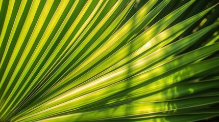 Obraz premium Palm leaf. Close-up. Tropical plant. Background. Sunny day. Light. Shadow. Geometric shape. Generative AI.