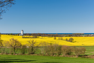 Frühlingslandschaft in Schleswig Holstein Blick über die Hügel mit Rapsfeld und einem weißen Silo am Horizont des Wasser der Ostsee