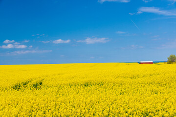 Schleswig-Holsteinische Landschaft  im Frühjahr mit gelbem Rapsfeld vor blauem Himmel auf dem Feld eine Scheune - 601081003