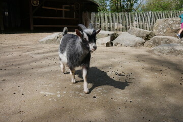 Ziege im Streichelzoo Zoo Hof an der Saale