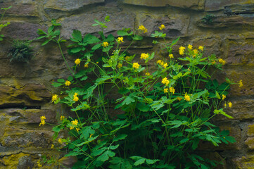autumn leaves on the wall