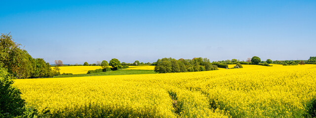 Panoramafoto Landschaft gelbes Rapsfeld mit Bäumen und blauem Himmel