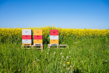 Honigerzeugung ein Imker hat seine Bienenvölker am Rand eines blühenden Rapsfeldes abgestellt
