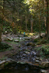 A woman explores new, magical, and fantastic places around the world, surrounded by nature. Female hiker crossing the river. Coniferous forest, tall Carpathian spruces. Vertical photo