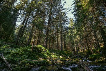 Magical, and fantastic places around the world, surrounded by nature. the rocks river with boulders. Coniferous forest, tall Carpathian spruces. Ukraine nature landscape