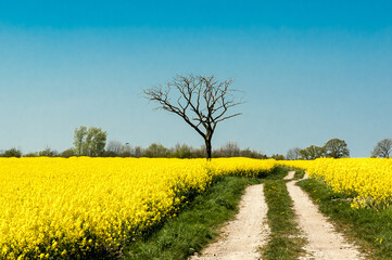 Frühjahrslandschaft ein Feldweg durch ein gelbes Rapsfeld vor blauem Himmel ein angestorbenar Baum...