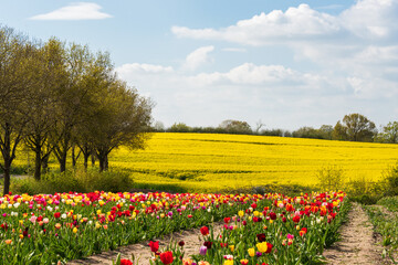 Bunte Tulpenbeete auf einem Bauernhof im Hintergrund ein gelbes Rapsfeld