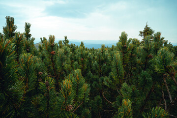 Dwarf mountain pine (Pinus mugo) forest on the high mountain plateaus, close up view. Old growth of...