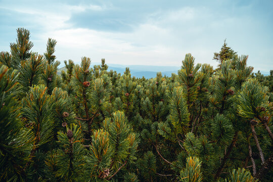 Dwarf mountain pine (Pinus mugo) forest on the high mountain plateaus, close up view. Old growth of evergreen trees in the Alps. Close-up view, Carpathian nature of Ukraine.