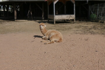 Alpaka im Zoo von Hof