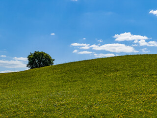 Beautiful idyllic summer landscape of Poland - green meadow full of dandelions, blue sky, green trees