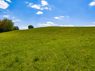 Beautiful idyllic summer landscape of Poland - green meadow full of dandelions, blue sky, green trees