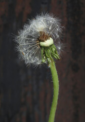 Withered dandelion flower