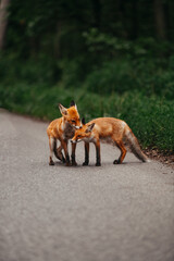 Young foxes playing outside of the forest near the road