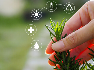 Rosemary, a medicinal plant to take care of Modern agriculture and technology concept