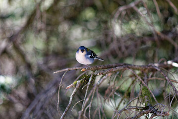 Portugal - Madeira - Madeira-Buchfink - Fringilla coelebs madeirensis