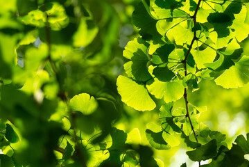 イチョウの若葉