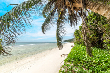 Obraz na płótnie Canvas Palm tree by the sea in Anse Fourmis beach