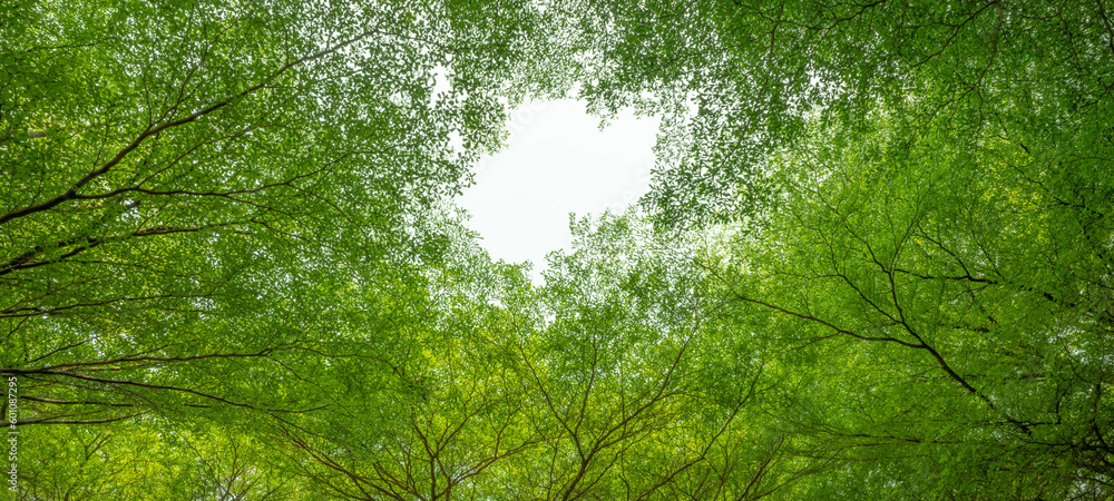 Canvas Prints bottom view of tree with green leaves and branches in tropical forest. fresh environment in park. gr