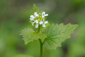 Blooming shoot of garlic mustard (Alliaria petiolata).