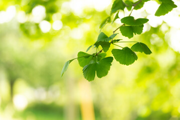 イチョウの若葉