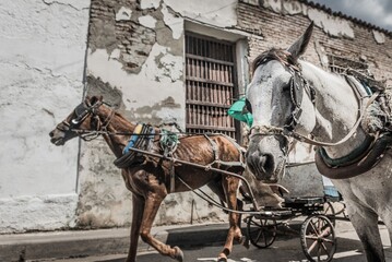 Carro de caballos usado en Cuba para transportar a la población en pleno siglo XXI.  - obrazy, fototapety, plakaty