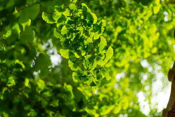 イチョウの若葉