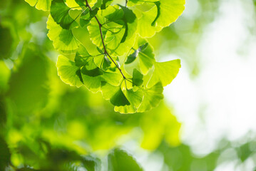 イチョウの若葉