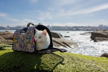 White fluffy cat in a backpack for cats on the ocean. Traveling with a cat in a cat carrier in the fresh air.