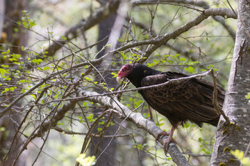 Turkey vulture (Cathartes aura) perched in a tree on a sunny day in Shasta County California, USA.